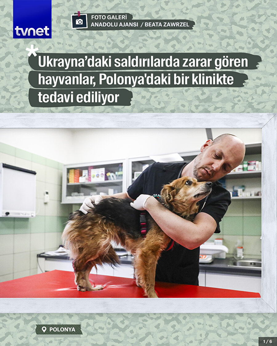 Ukrayna’daki saldırılarda zarar gören hayvanlar, Polonya'da tedavi ediliyor