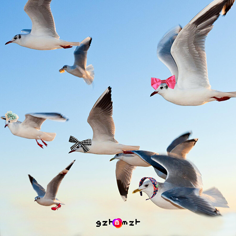 8 Martınızı enişten dileklerimizle kutlarız