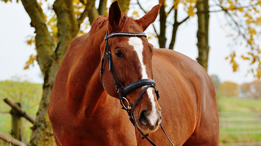Ben Kırço'yu ahbaplarımdan biriyle tanışır, âdeta bir dost peyda eder gibi tanıdım.