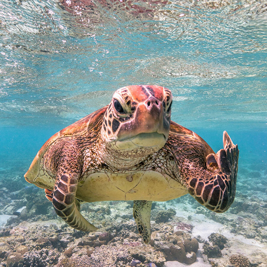 Plastik atmayın kardeşim
