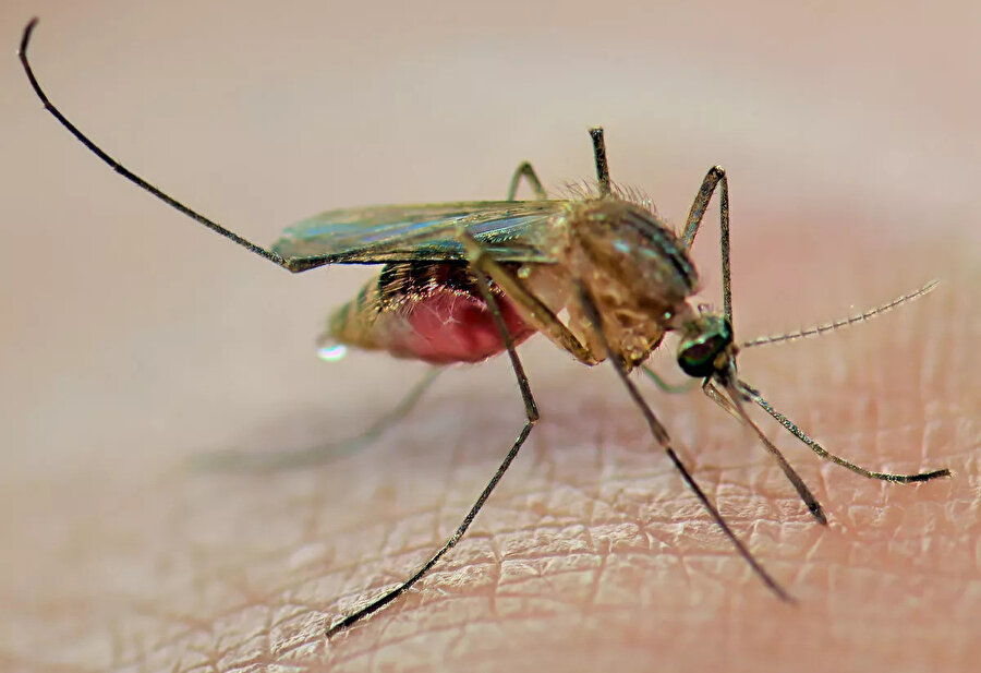 Japon Ensefalit Virüsü (JEV) sivrisinek ısırmasıyla bulaşıyor