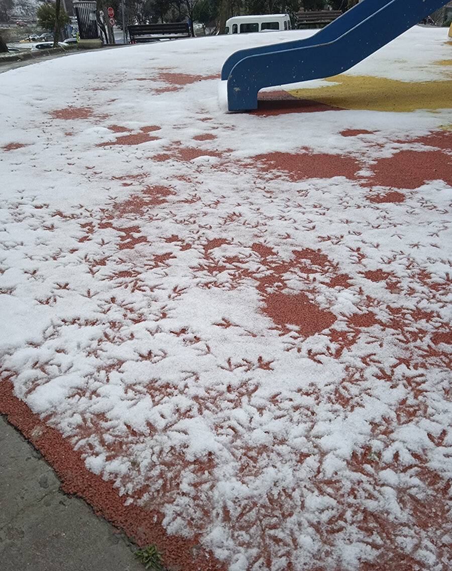 Gelen telefon kuşun canını sıkmış