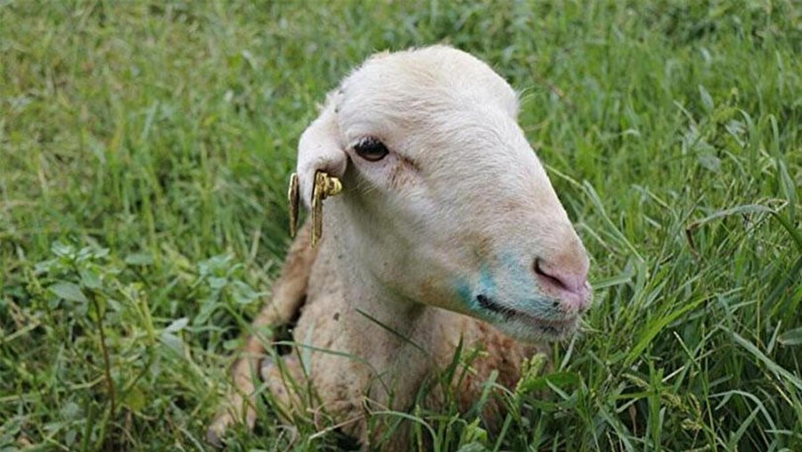 Mavi dil hastalığına yakalanan bir koyun