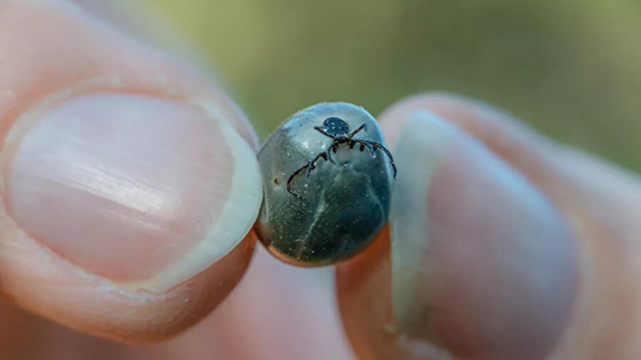 İngiltere’de ölümcül virüse rastlandı