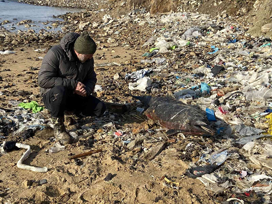 İstanbul'da 24 ölü yunus balığı kıyıya vurdu