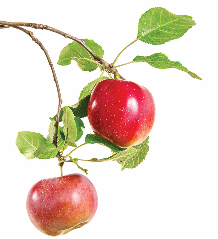 Kuş kadar beyni olmayanlar