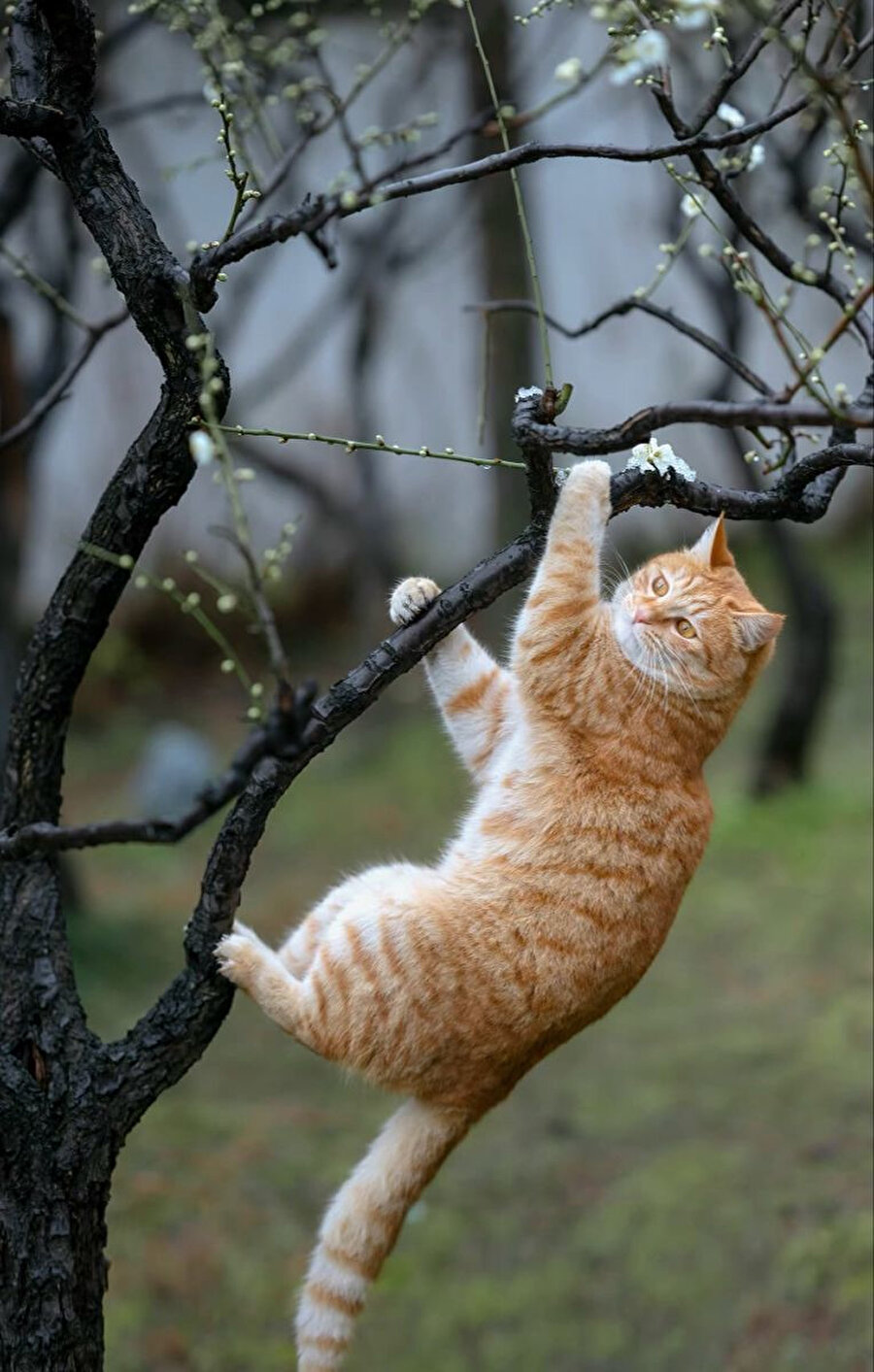 Bahar resmi olarak gelmiştir