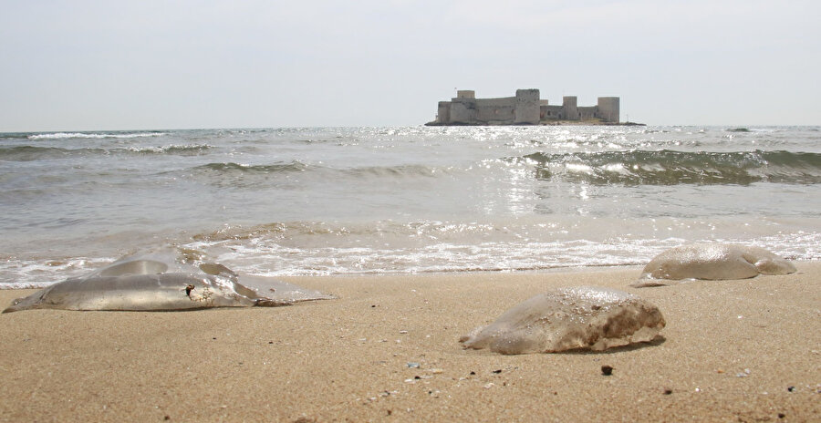 Akdeniz'de denizanası istilası: Uzmanlardan 'dokunmayın' uyarısı