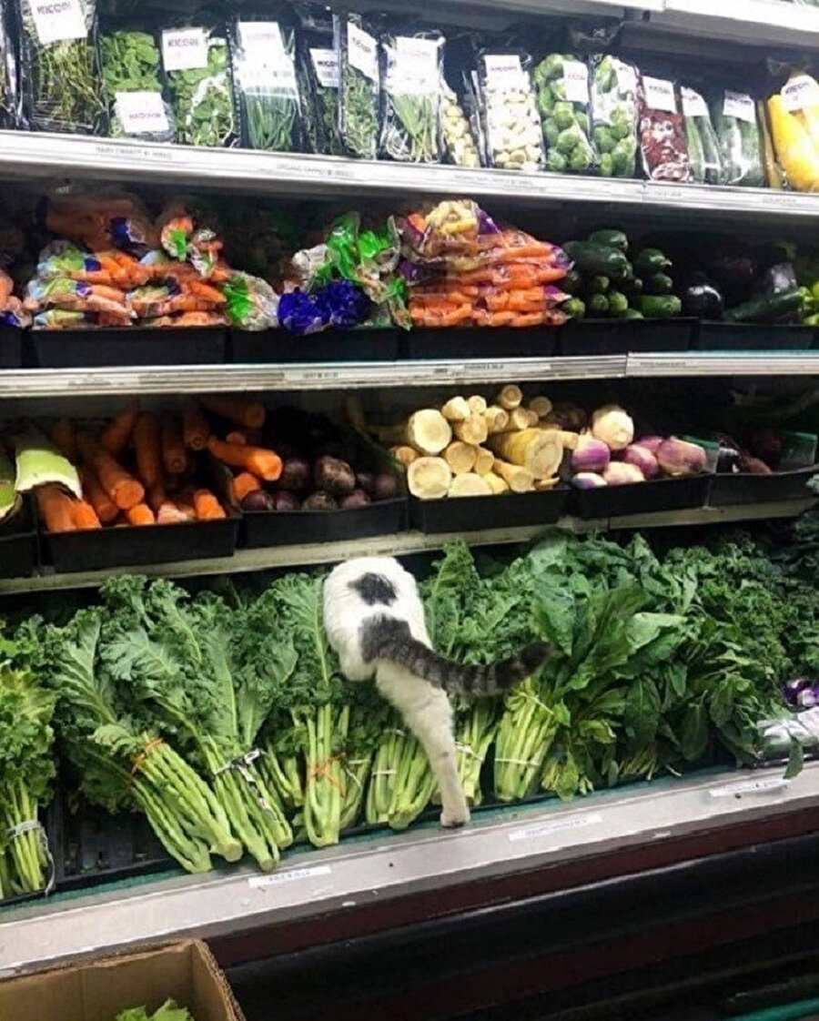 Kedimi arıyorken olmaktan korktuğum yerdeyim​