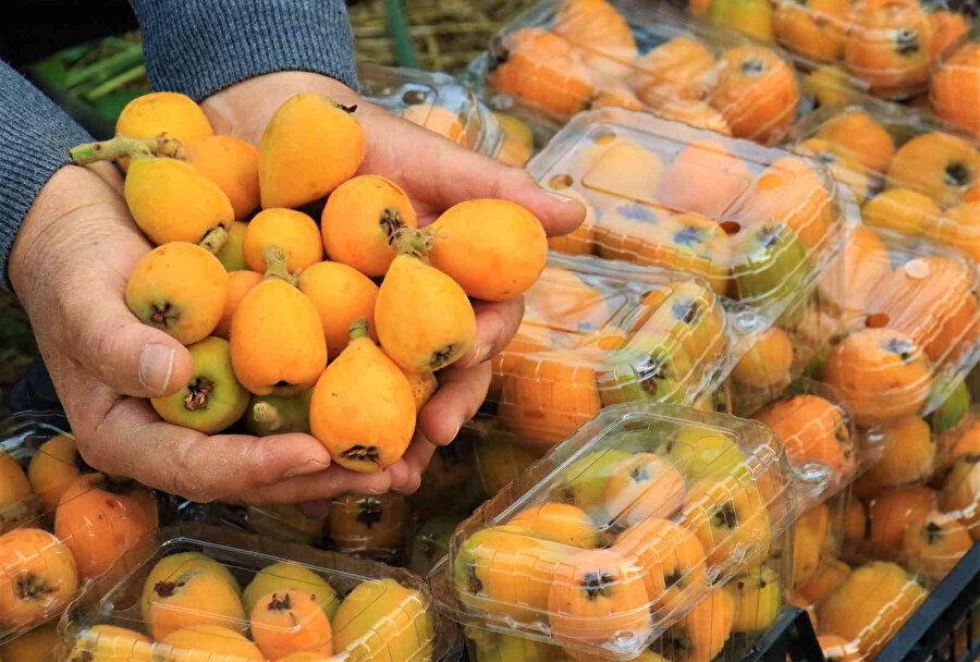 Yenidünya hasadı başladı