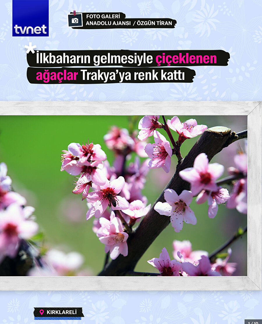 İlkbaharın gelmesiyle çiçeklenen ağaçlar Trakya'ya renk kattı