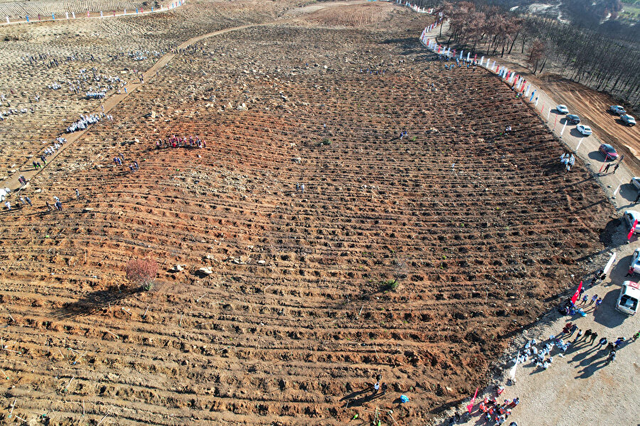 Manavgat küllerinden doğuyor: Kızılçam tohumları filizlendi