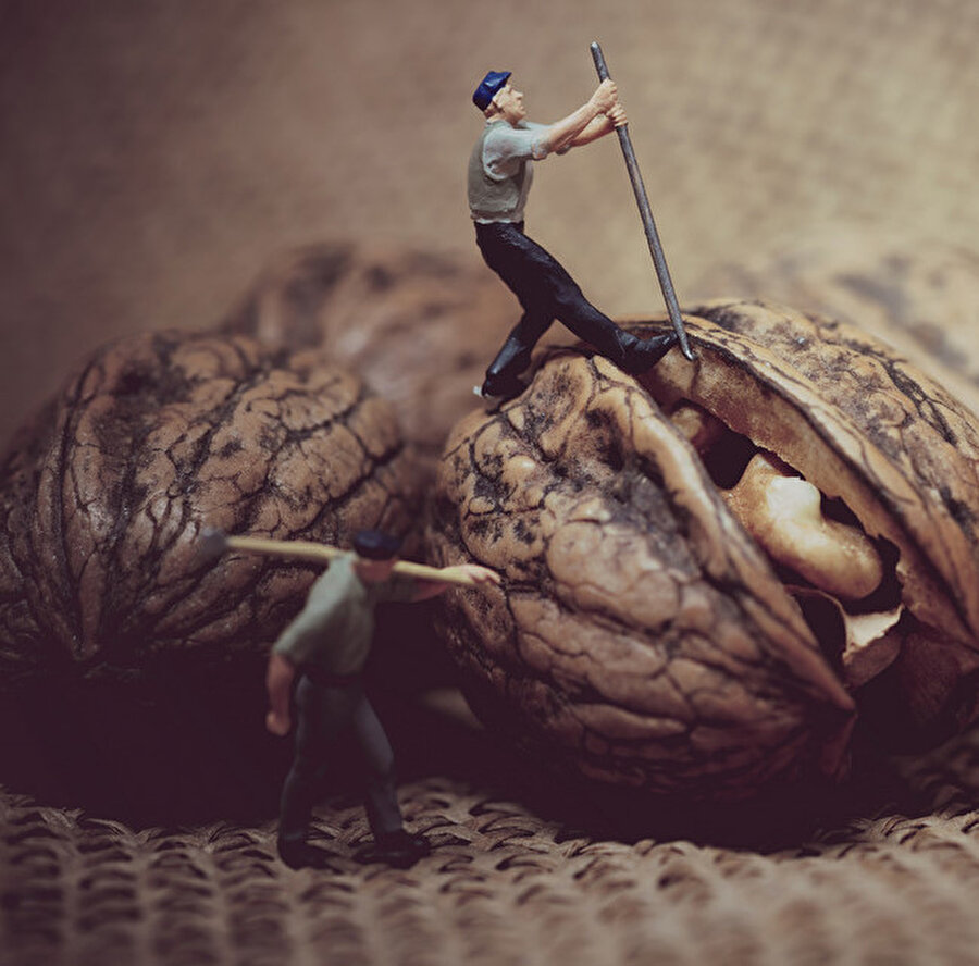 Türkiye, dünyanın en büyük dördüncü ceviz üreticisidir.