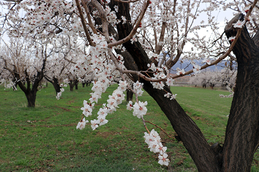 Iğdır'ın kayısı bahçeleri bahar renklerine büründü