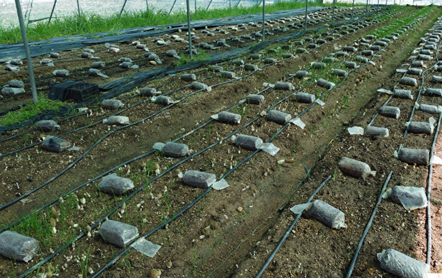 Kuzugöbeği mantarı