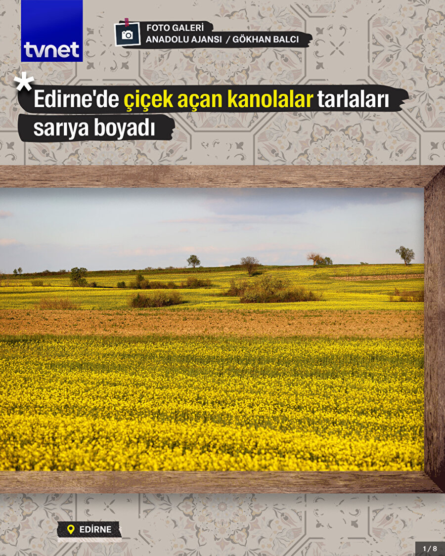 Edirne'de çiçek açan kanolalar tarlaları sarıya boyadı