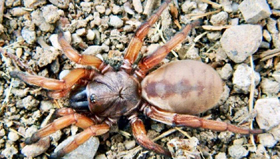 Brachythele zonsteini