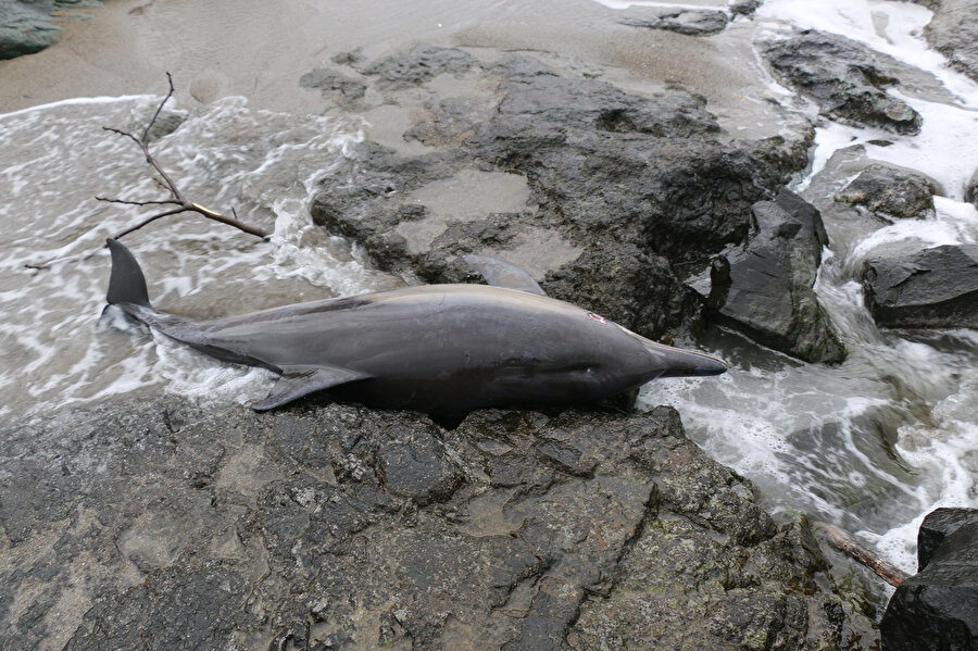 Karadeniz'de üzen olay: 33 ölü yunus karaya vurdu