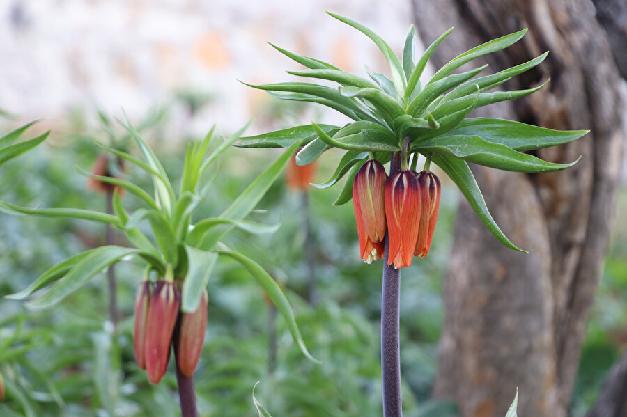 Siirt'te ters laleyi koparanlara 109 bin 593 lira ceza kesilecek