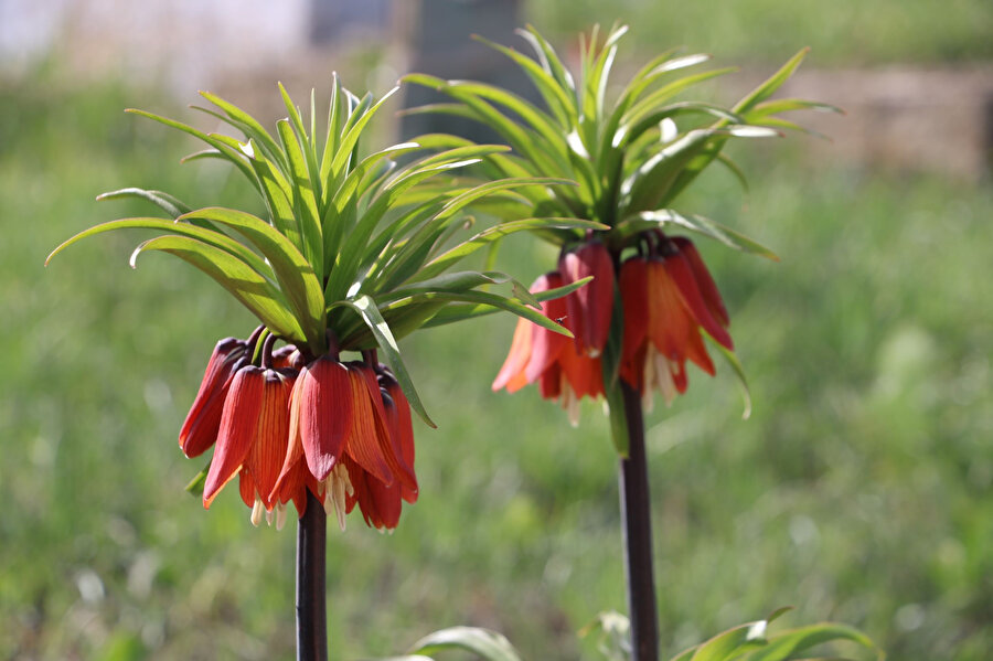 Sadece bir aylık ömürleri var: Hakkari ve Van'da görülüyor