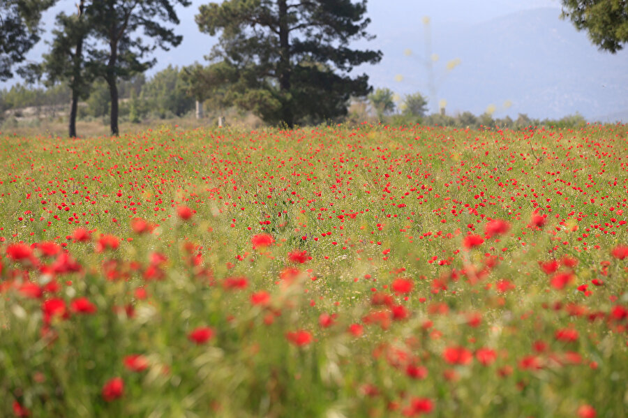 Antalya'da bahar: Tarlaları gelincik ve papatya sardı