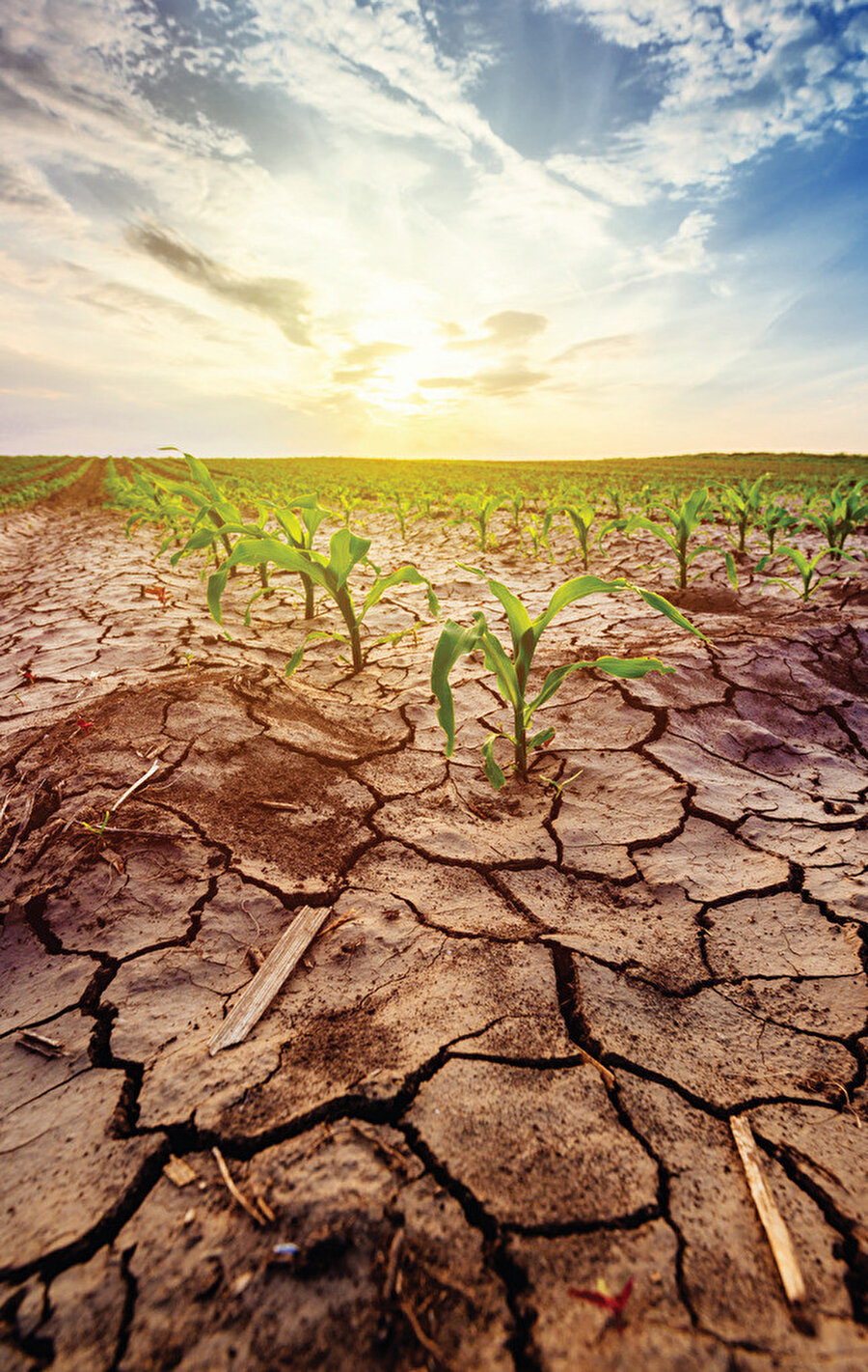 Kuraklığın özellikle tahıl ve bakliyat üretimine etki edeceği öngörüsü, sektör uzmanları tarafından dile getiriliyor.