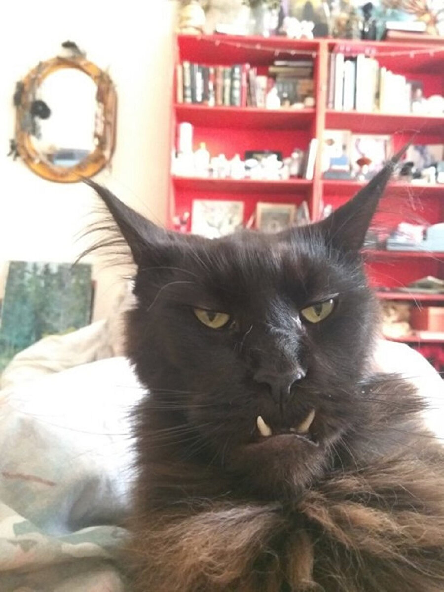 ​Ne demek kıymalı börek bitti