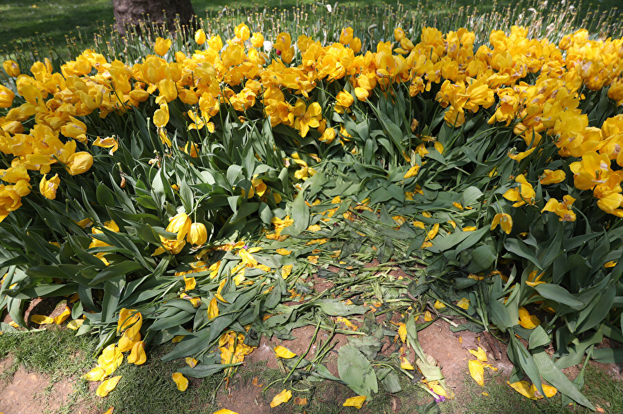 Gülhane Parkı'nda 'Lale bayramı' erken bitti