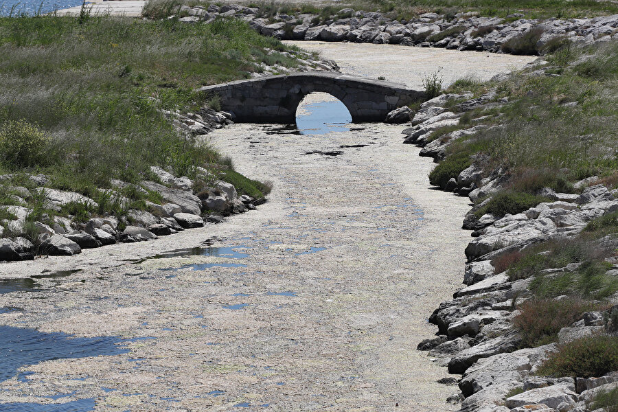 İstanbul Büyükçekmece Gölü yosunla kaplandı