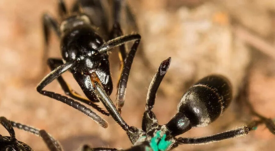 Bilim dünyası şaşırdı: Karıncalar yaralı askerleri kurtardı