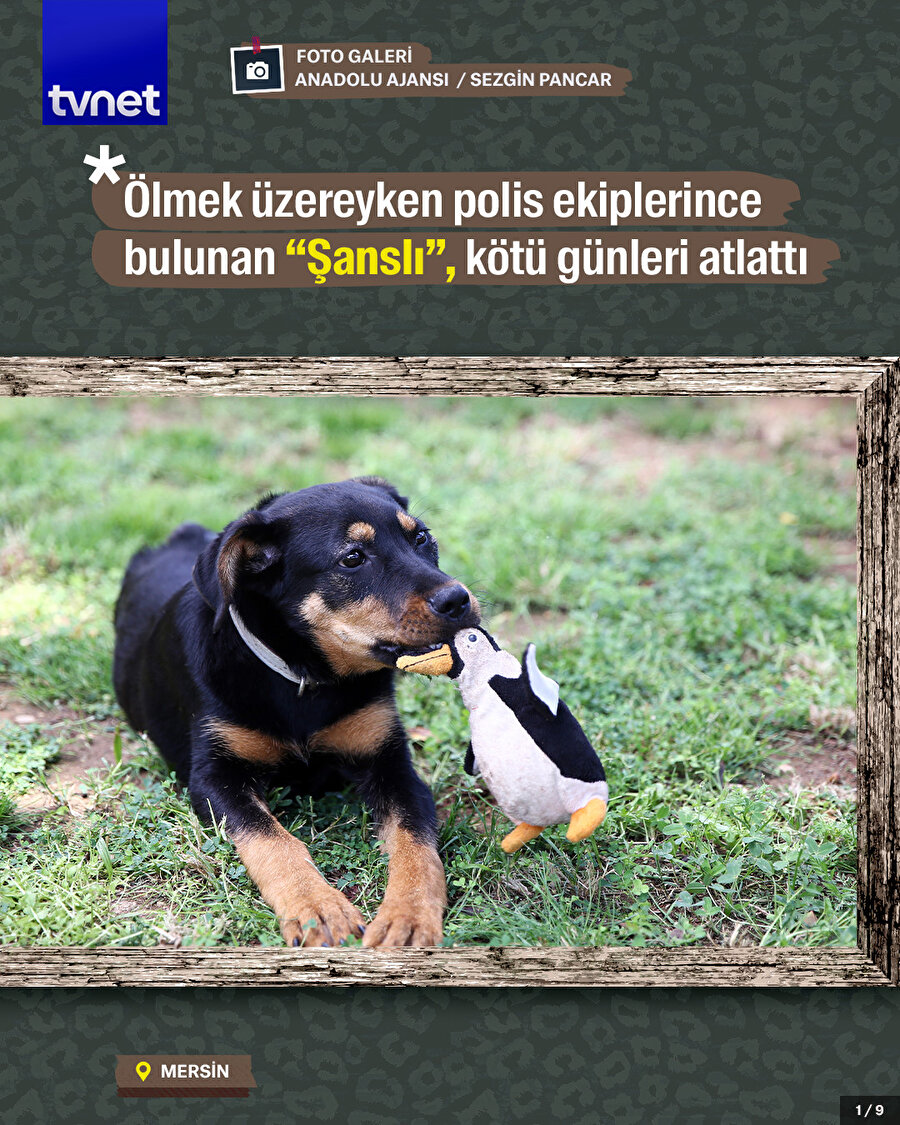 Ölmek üzereyken polis ekiplerince bulunan “Şanslı”, kötü günleri atlattı