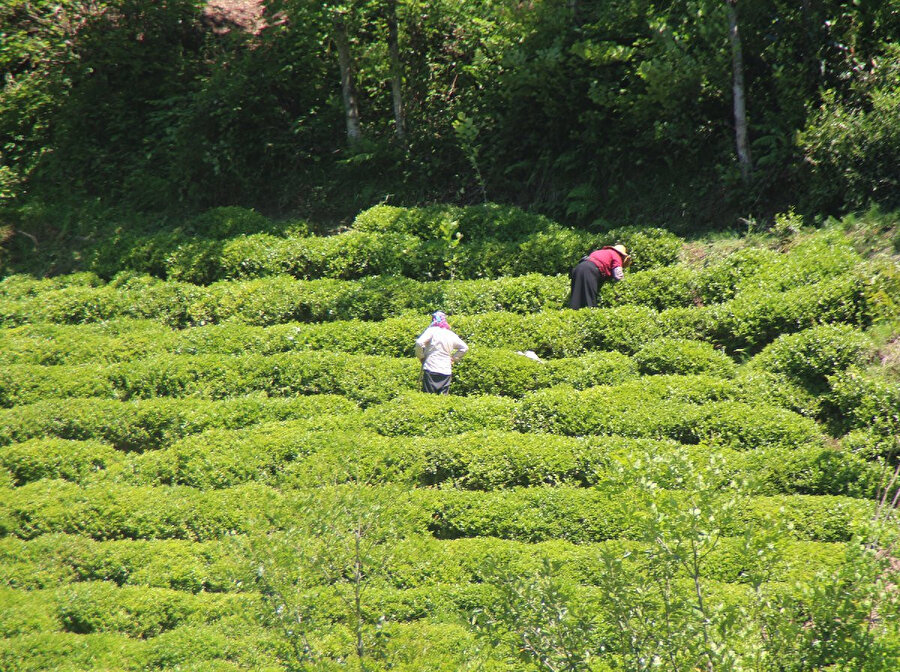 Rize'de çay hasadı