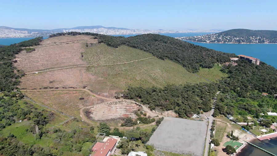 Heybeliada'dan sevindiren görüntü: Yanan alanlar yeşile dönmeye başladı