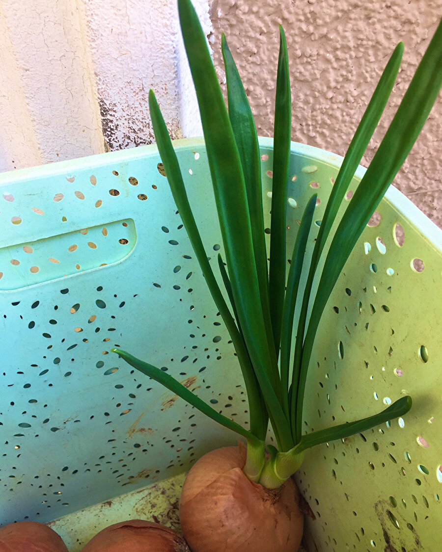 Saksıda olsan böyle çıkmazsın