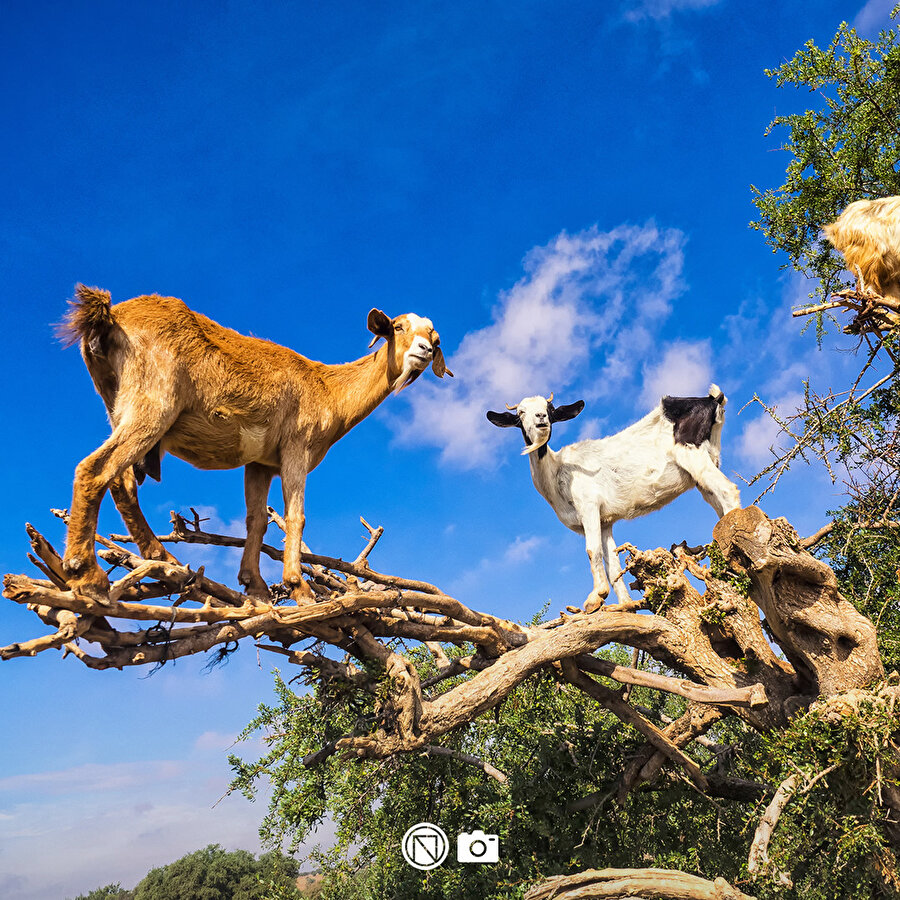 Fas'ta ağaçların meyvesi keçi 🐐🐐🐐