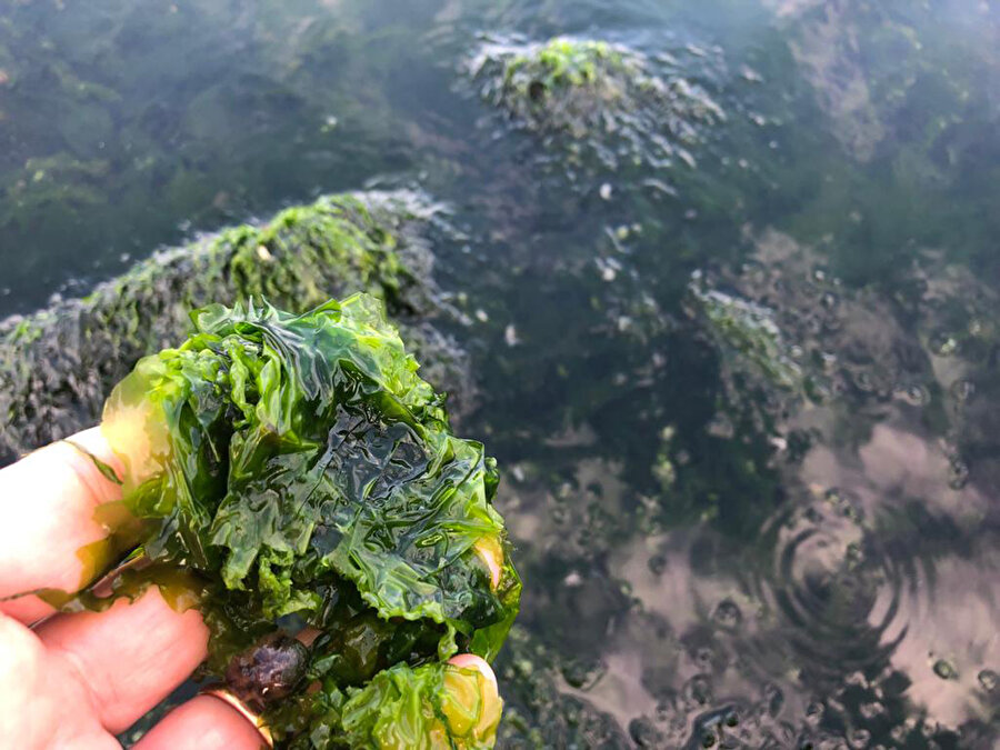 'İzmir Körfezi, marul tarlasına dönüşüyor'