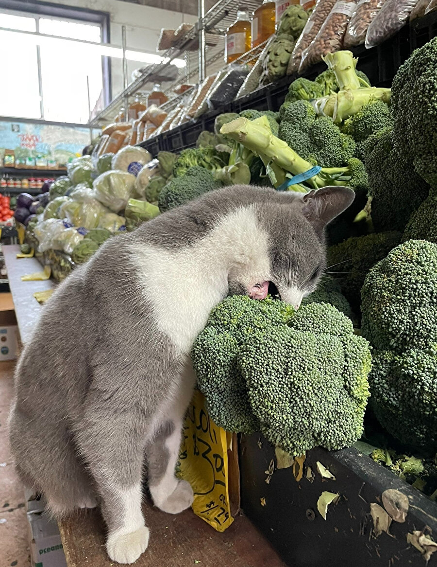 Mama değilmiş bu bir brokoliymiş