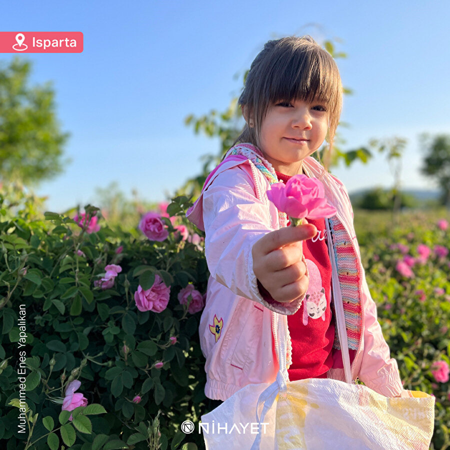 Gül hasadı başladı 🌹