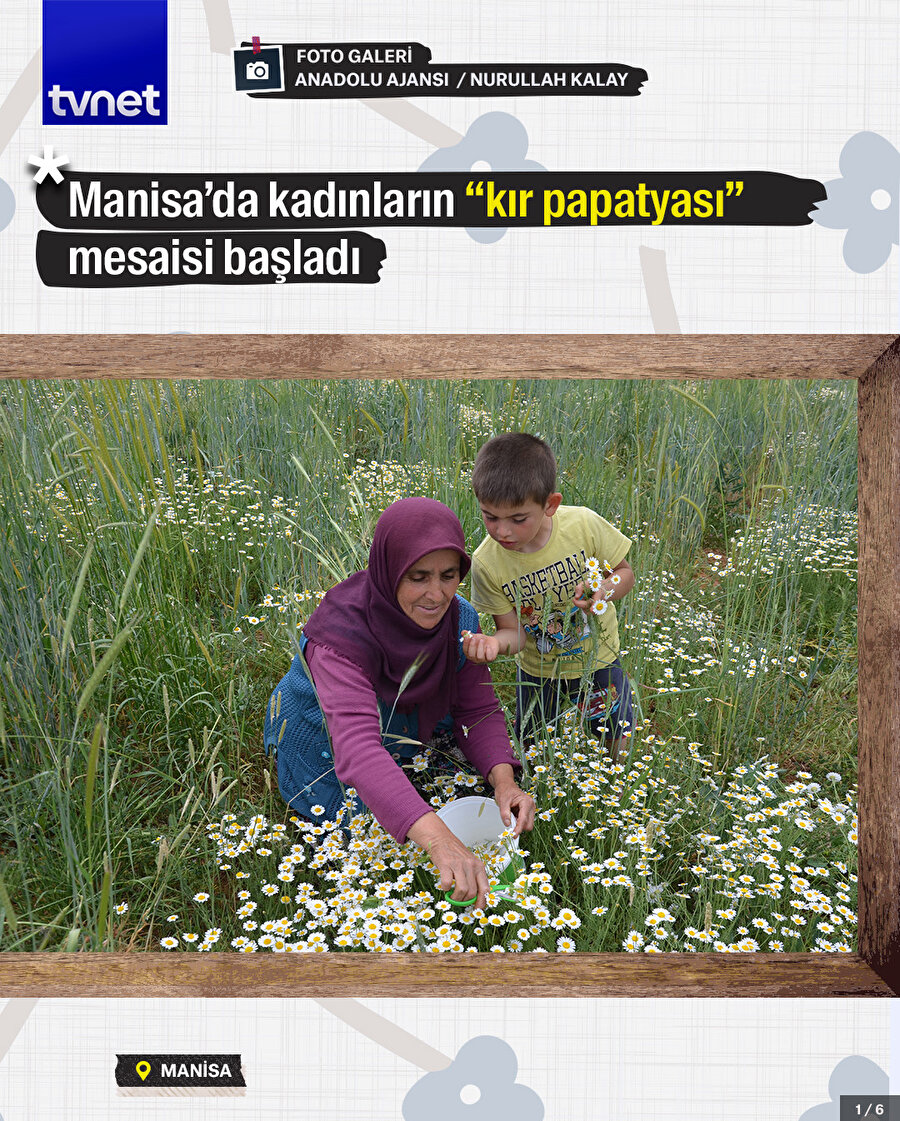 Manisa’da kadınların “kır papatyası” mesaisi başladı