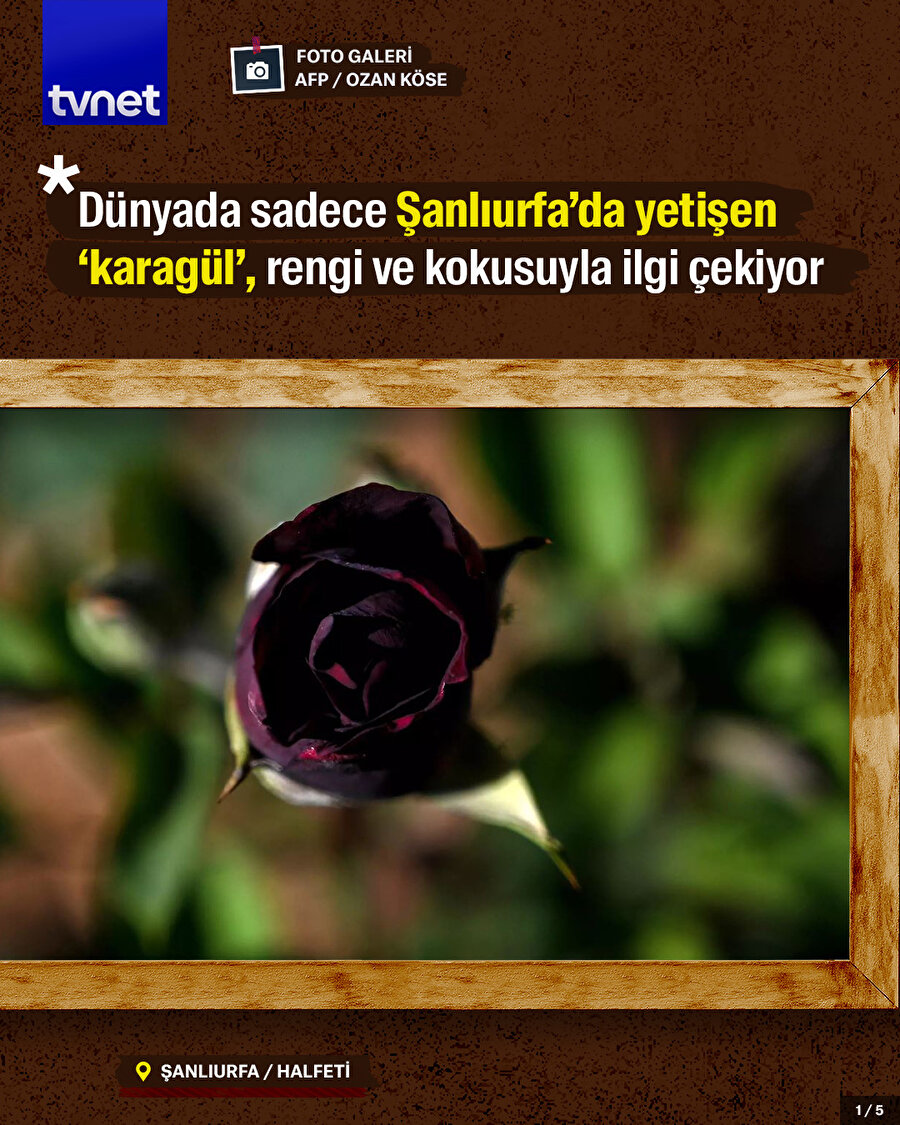 Dünyada sadece Şanlıurfa’da yetişen ‘karagül’, rengi ve kokusuyla ilgi çekiyor