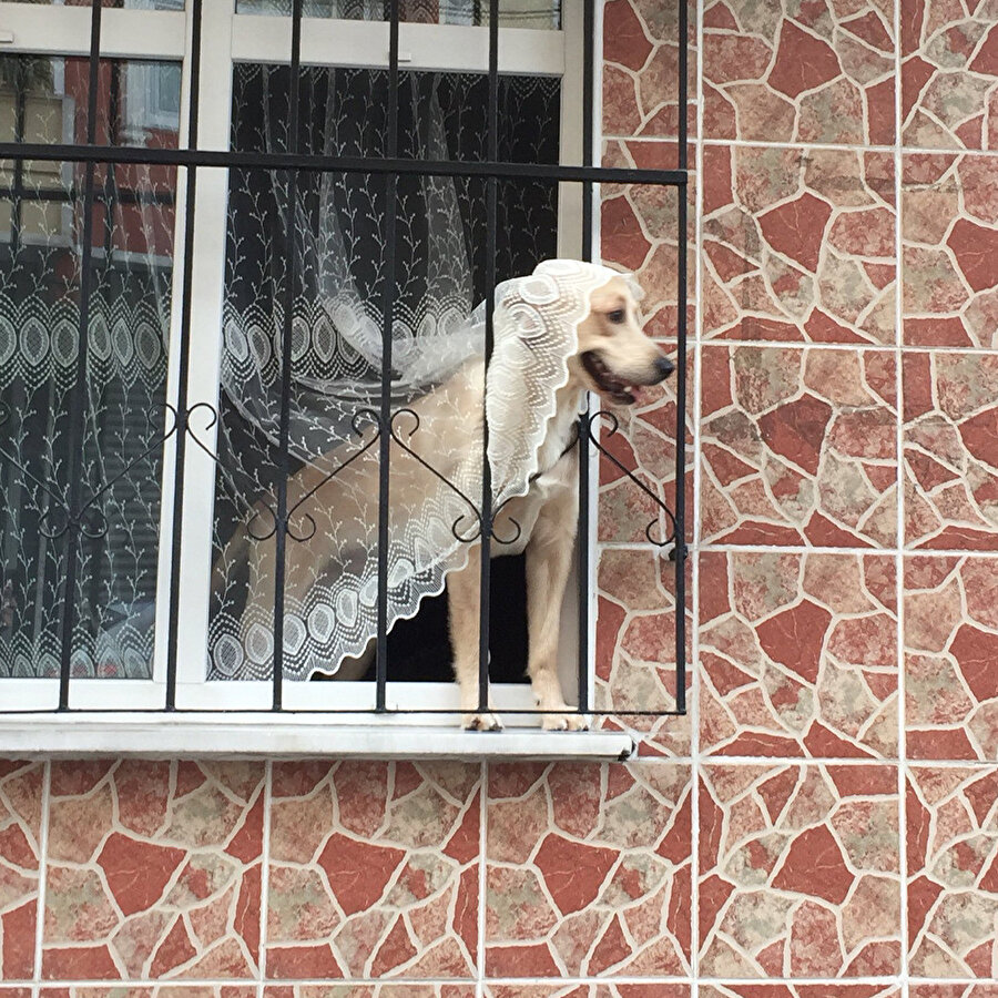 Siz ısırın annem beni yollamıyor