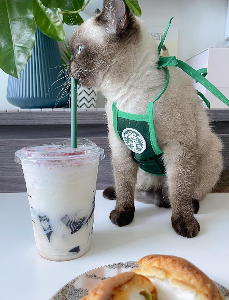 Catbucks'ta çalışıyorum, soruları alayım