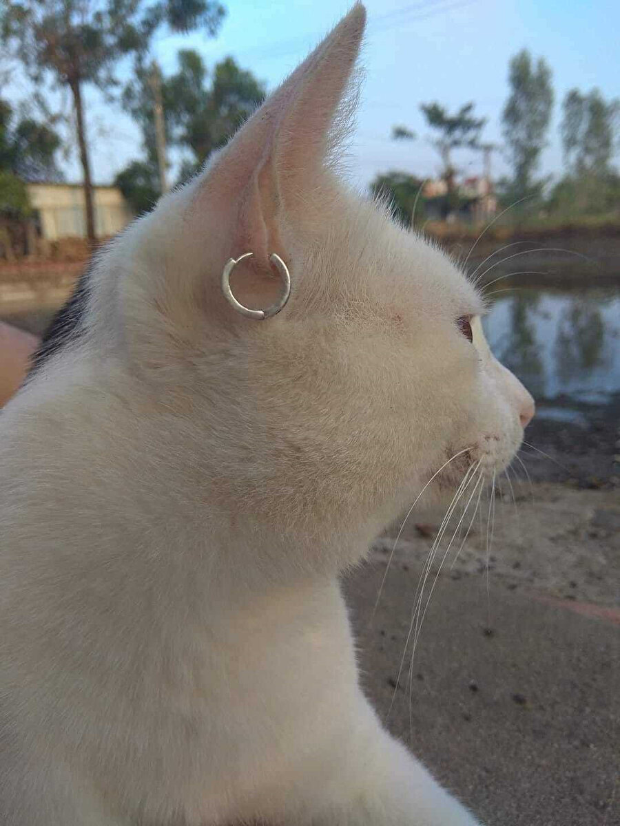 Akşam takılalım bro