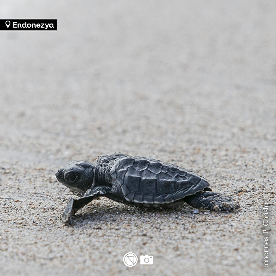 Uzun yolculuk başladı