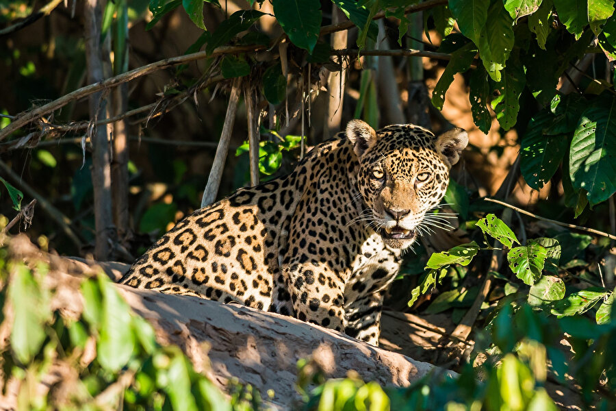 Puma, leopar, domuz ya da jaguar olma ihtimali çok yüksek. Bungalovun etrafında yürüyorlardı. 