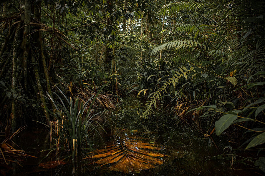 Amazon ormanları dünyada kalan yağmur ormanlarının yarısından fazlasını oluşturur ve dünyanın en büyük ormanıdır. 