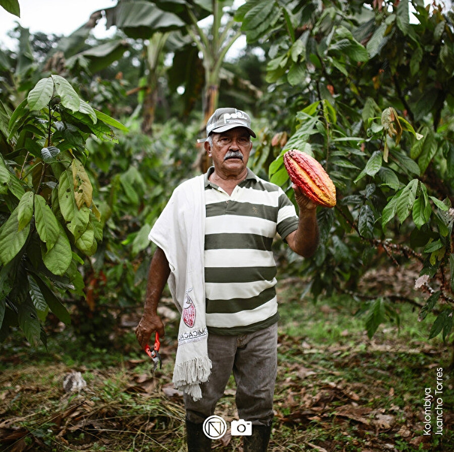 Kakao işçilerinin umudu