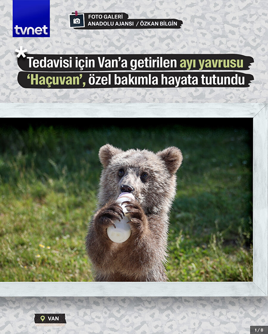 Tedavisi için Van’a getirilen ayı yavrusu ‘Haçuvan’, özel bakımla hayata tutundu