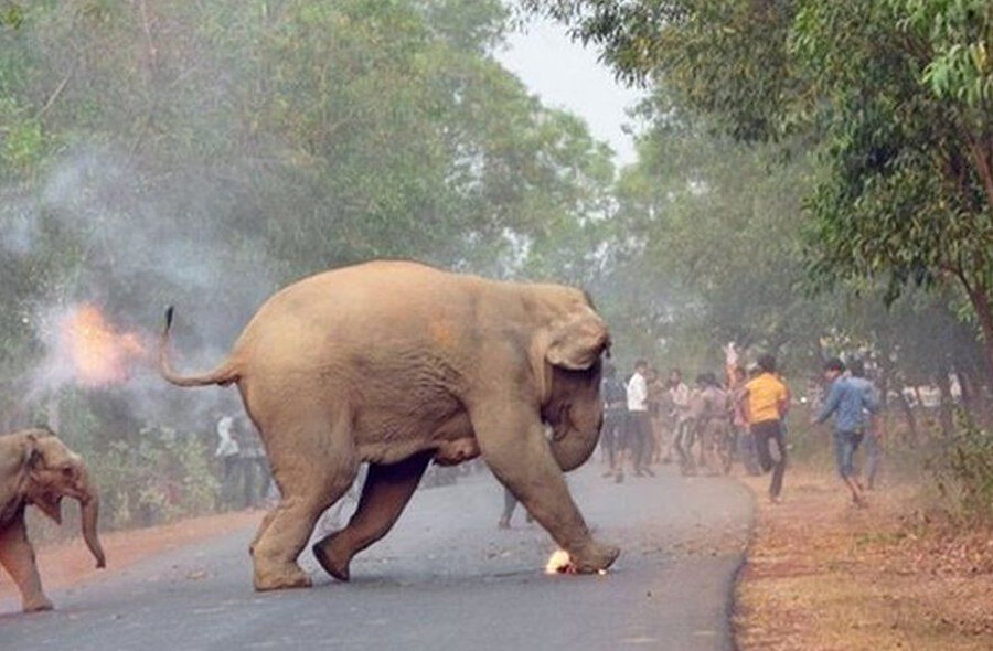 Yakılan fil yetişkin bir fille kaçarken görünüyor.