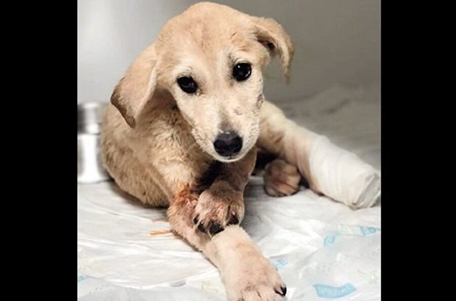 Mazıdağı’nda kimliği belirsiz kişilerce tüfekle vurulan 2 aylık yavru köpeğin gözyaşı yürek dağladı. 